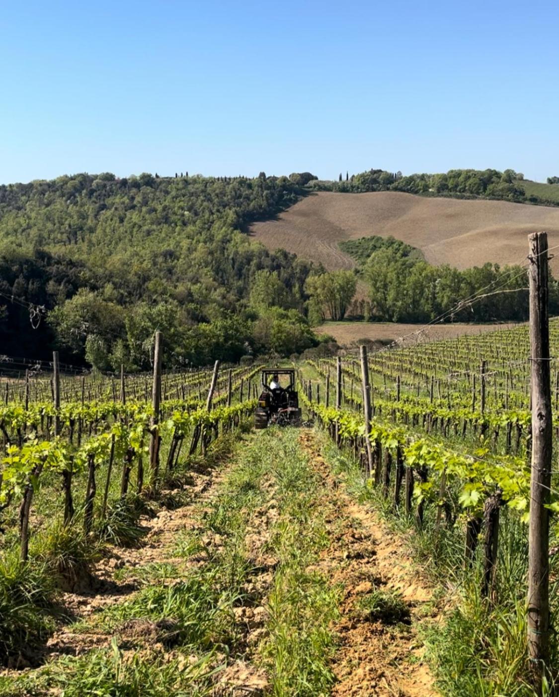 Podere Sole Trequanda Exteriör bild